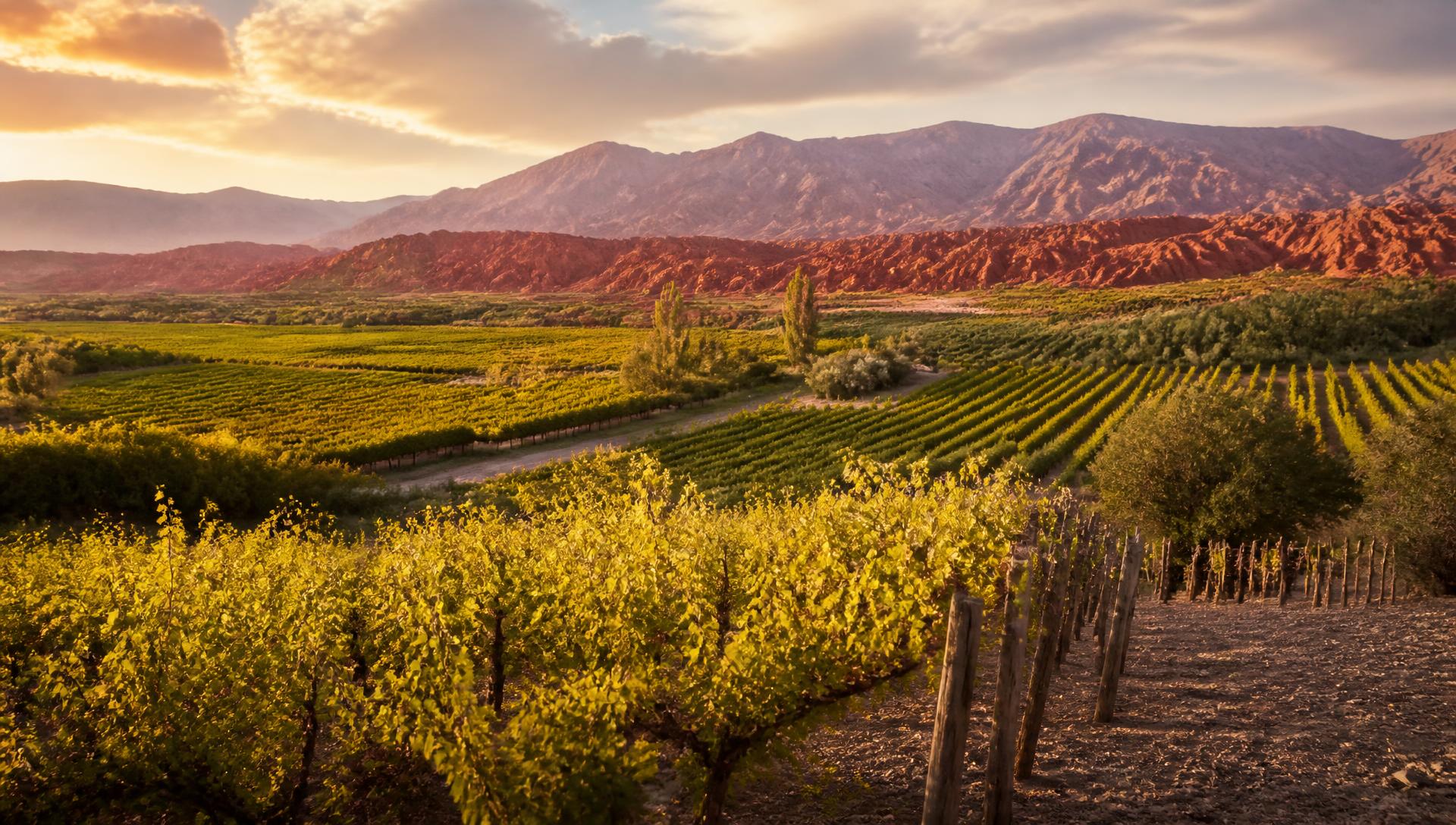Vinhedos em Cafayate, Salta, Argentina